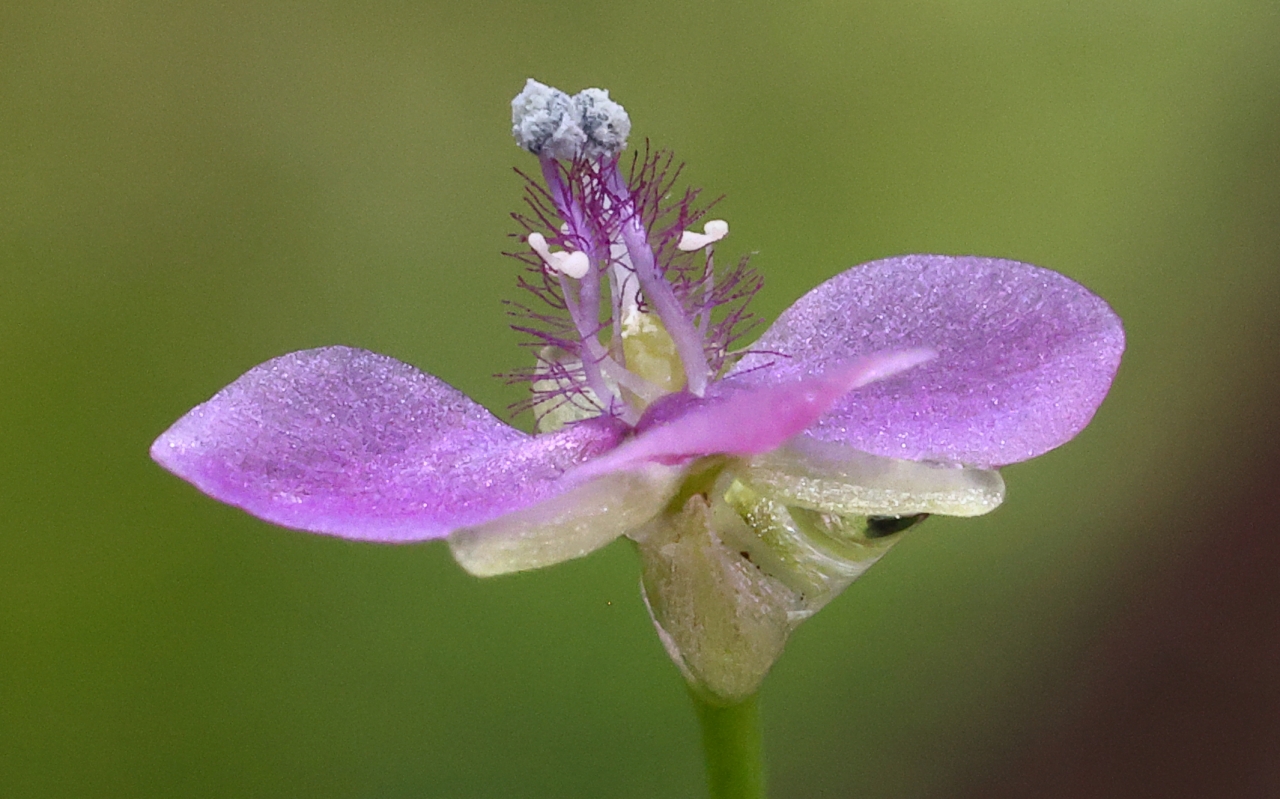 Murdannia nudiflora-2a.JPG