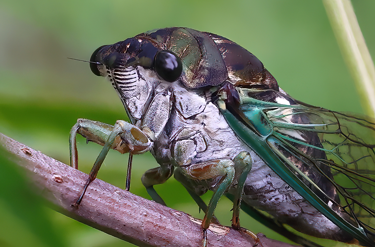 Cicada-1b-SH.jpg