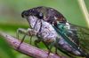 Cicada-1b-SH.jpg