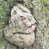 Oak Face