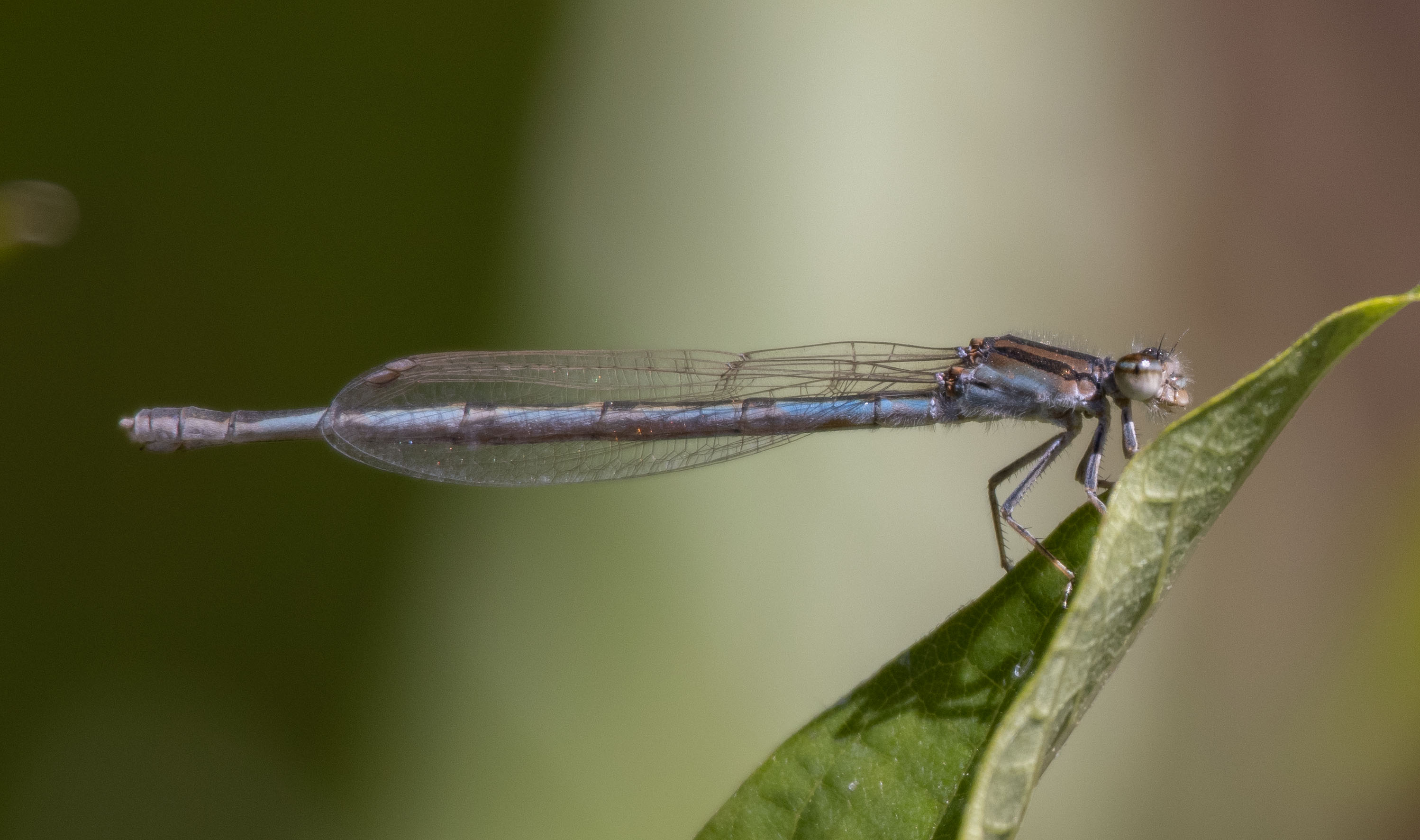 Fast vs Slow Lenses on Mirrorless Canon Community