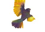Profile (zypt)