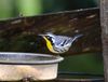 Yellow-throated Warbler-R6-1a.JPG