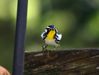 Yellow-throated Warbler-R5-1a-S.jpg