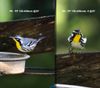 Yellow-throated Warbler-R6-R5-1S.jpg