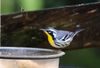 Yellow-throated Warbler-1a.JPG