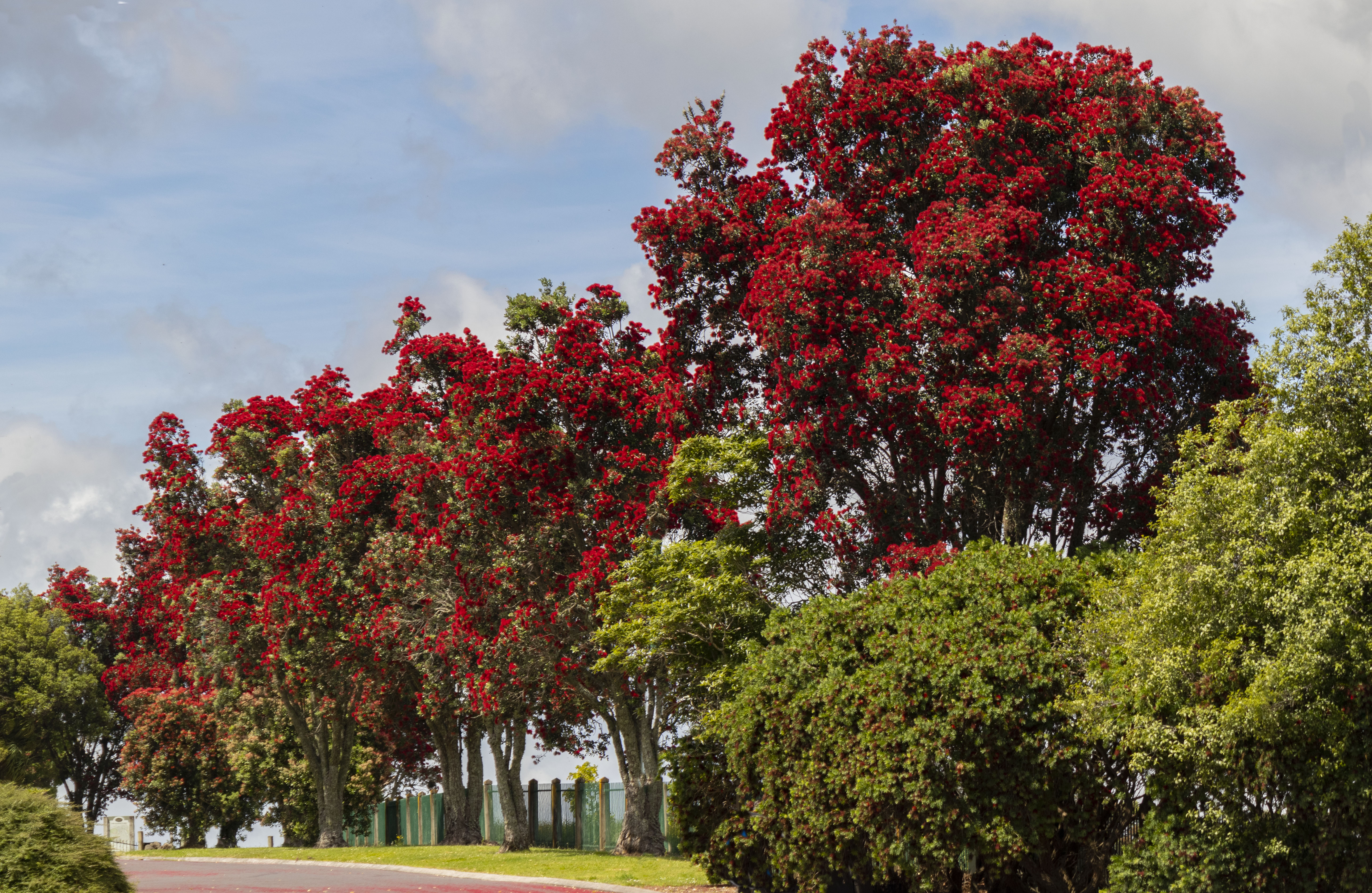 Pohutukawas in bloom LR.jpg