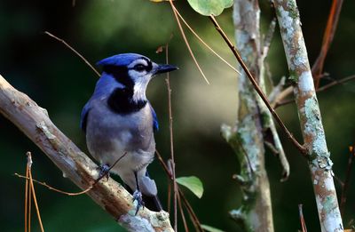 Blue Jay-000002a.JPG