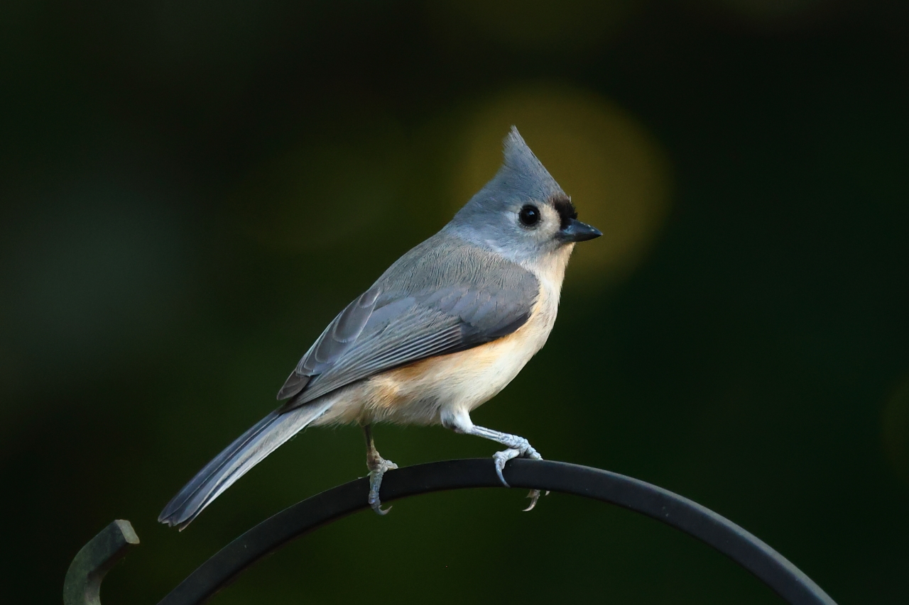 Tufted Titmouse-0000001a.JPG