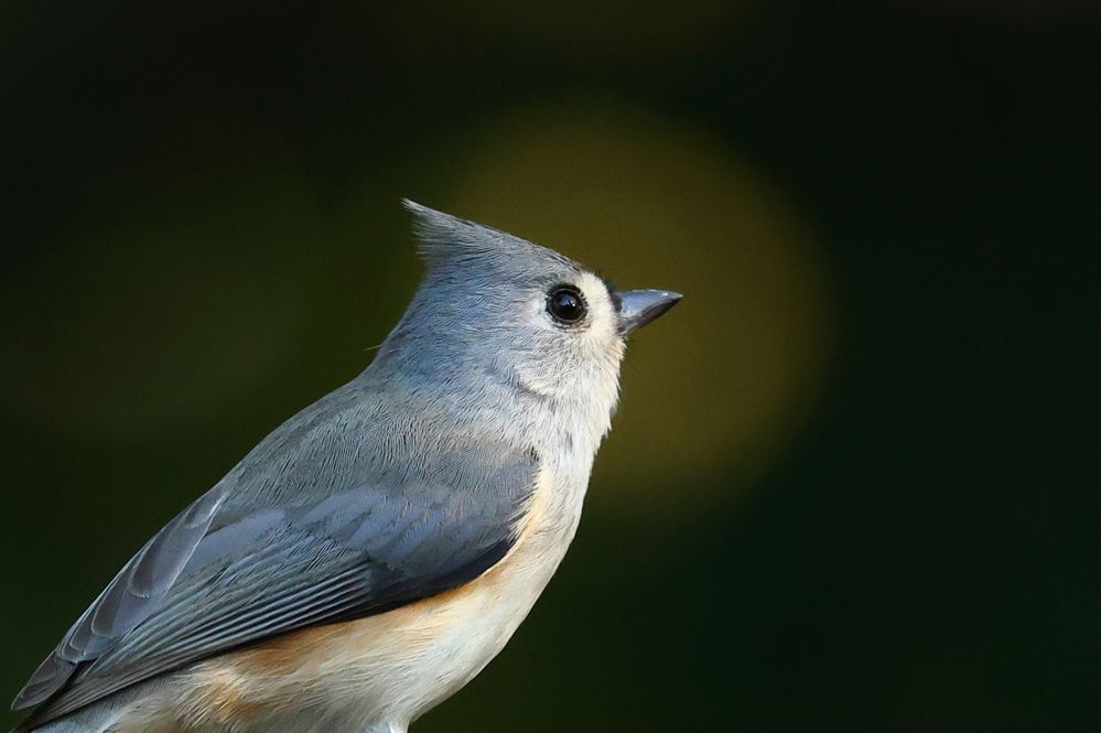 Tufted Titmouse Test-0000002a.JPG