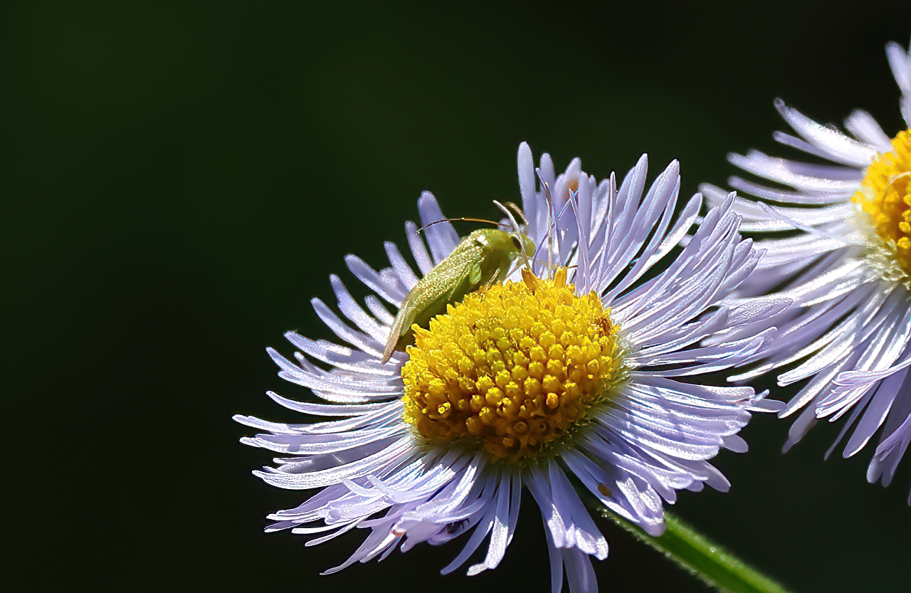 Daisy Fleabane Bug-2aSH.jpg