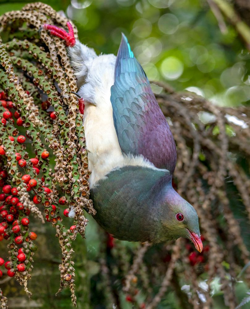 Kereru 03 LR copy.jpg