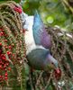 Kereru 03 LR copy.jpg