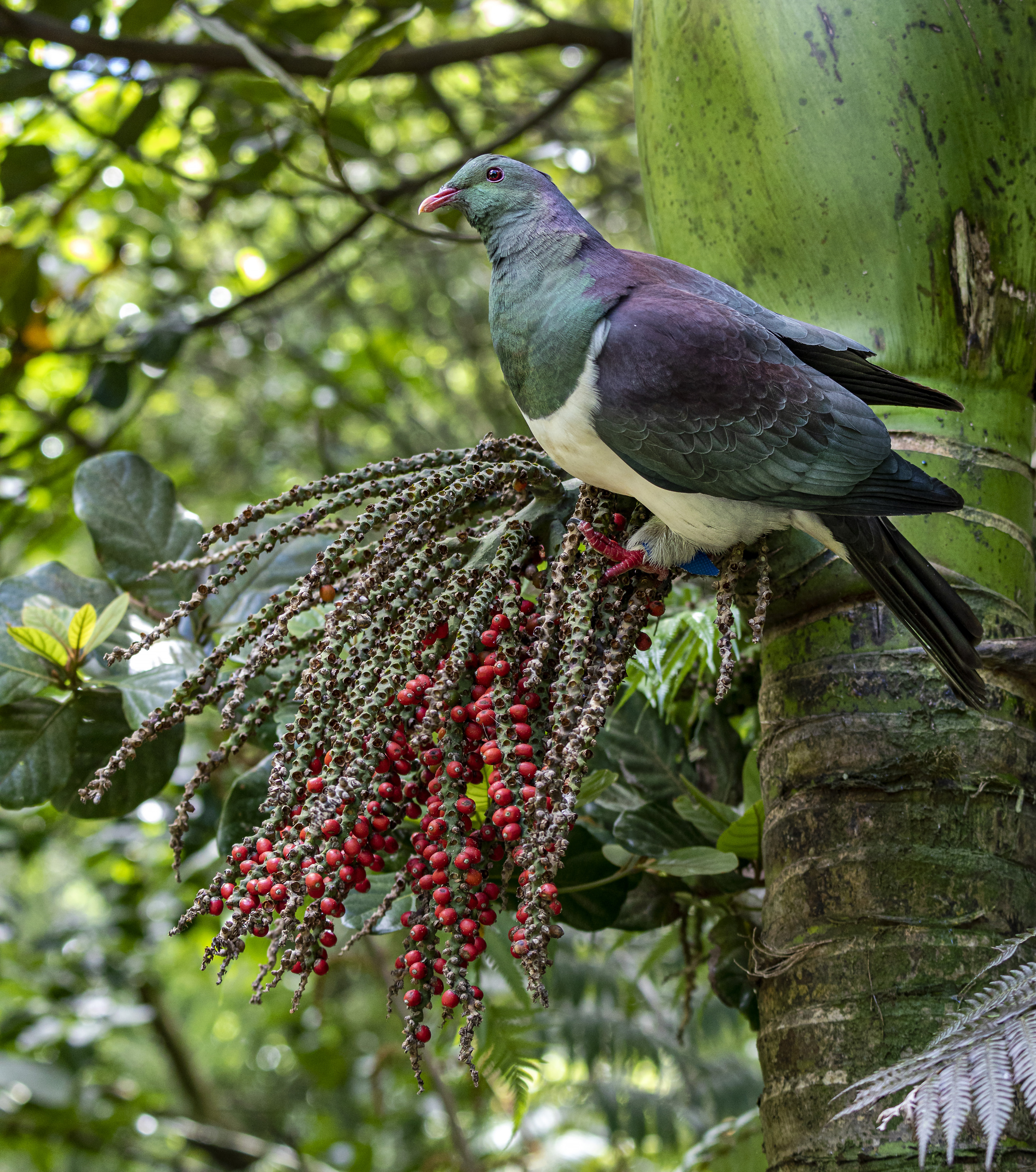 2021-11-14 10-36-40 - Kereru 01 LR copy.jpg