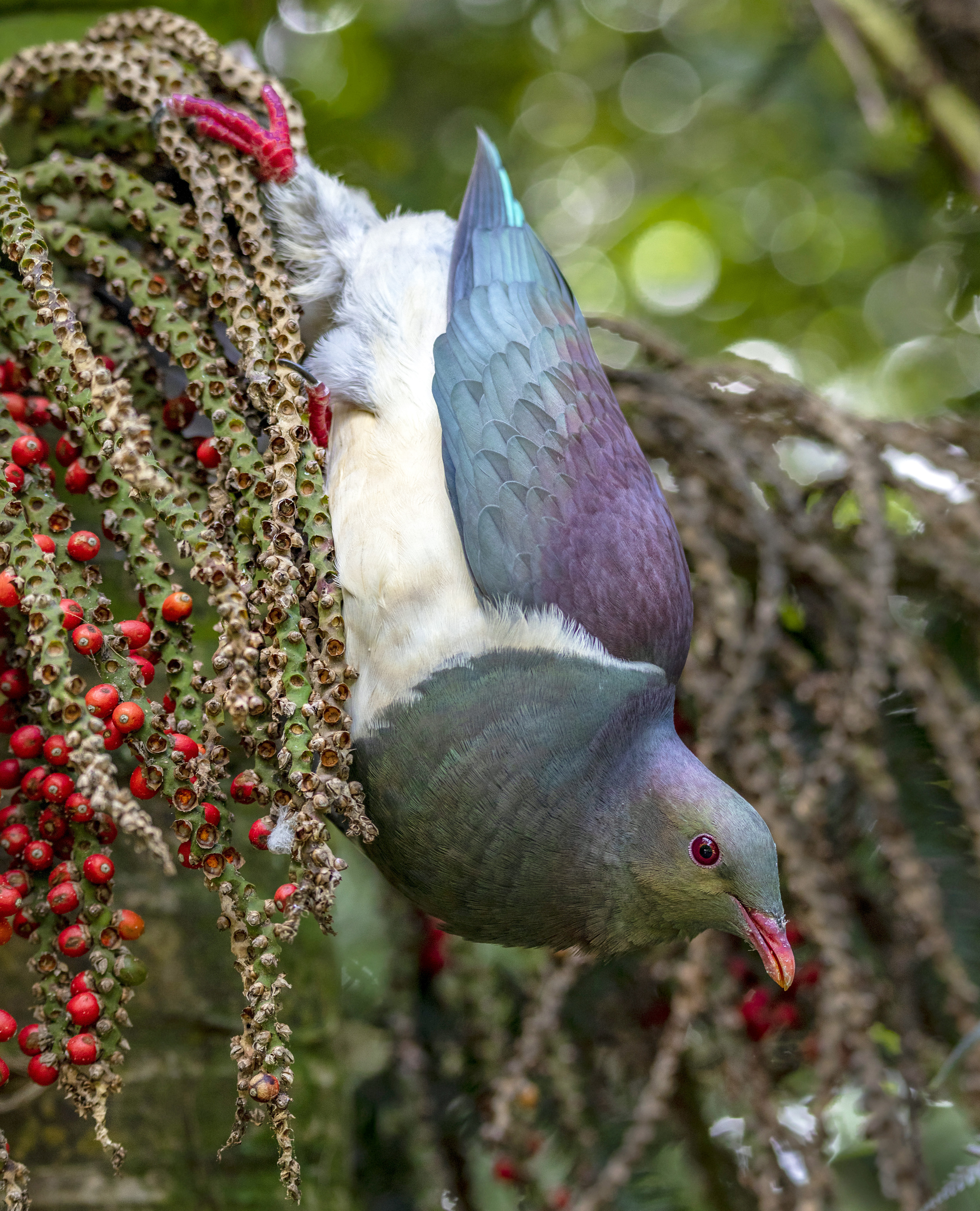 2021-11-14 10-37-41 - Kereru 03 LR copy.jpg