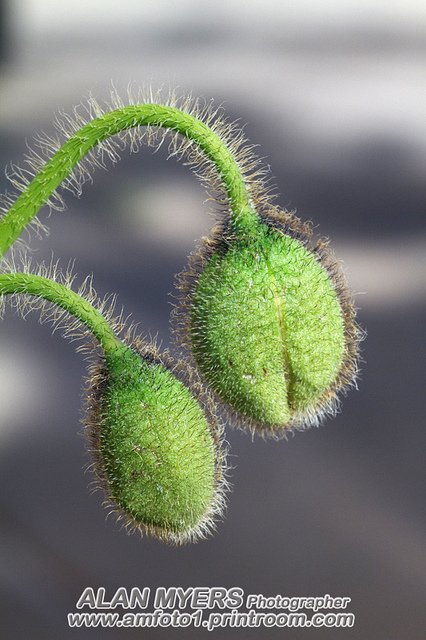 Poppy buds