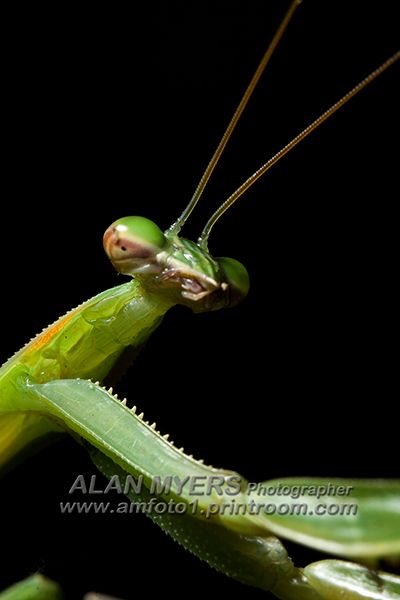 Praying mantis macro