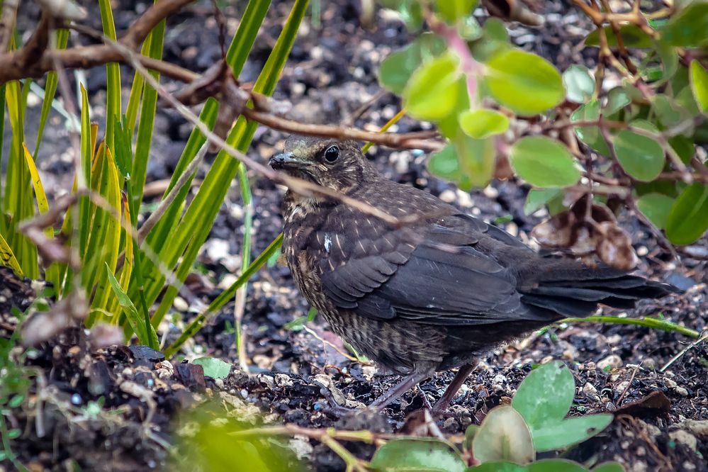 _DSR0891 LR copy.jpg