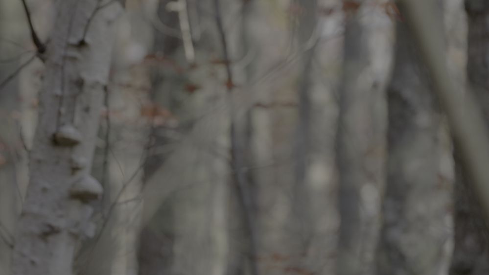 Branch_1.33.1.jpg