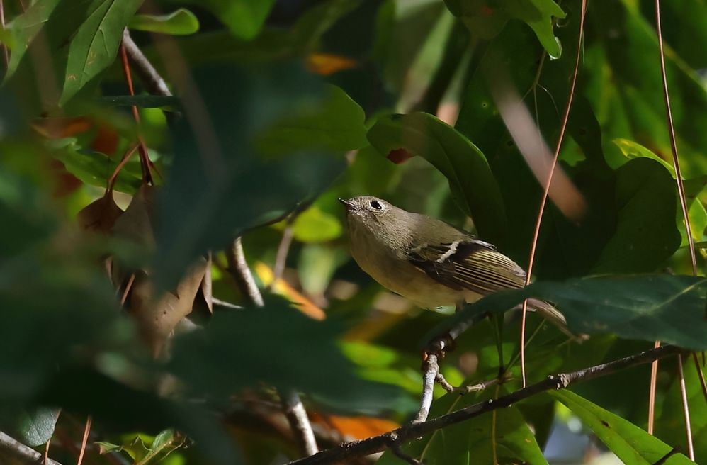 Ruby-crowned Kinglet-0000002aS.jpg