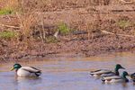 Wilson's snipes watching mallards at Salt Plains National Wildlife refuge in Oklahoma, United States on December 2, 2021.