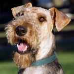 Airedale