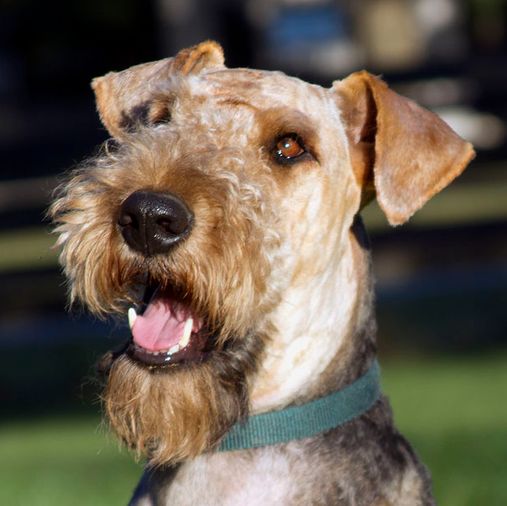 Airedale