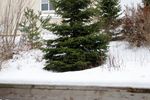 treetest2.jpg