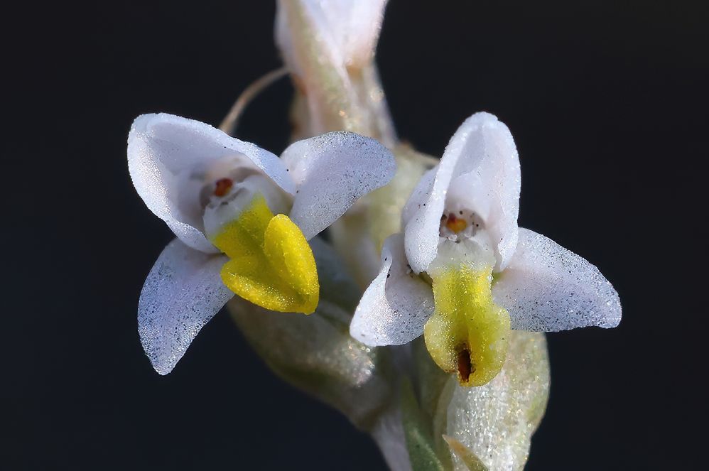 Lawn Orchid-1Sa.jpg