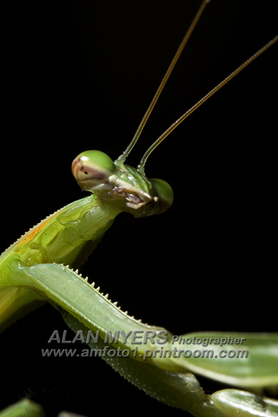Parying mantis