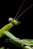 Parying mantis