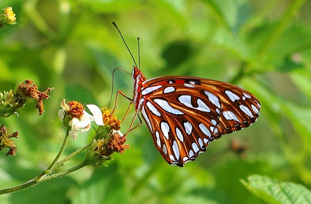 GulfFritillary-S2a.JPG