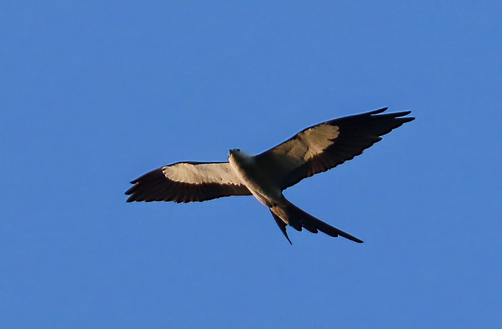 Swallow-tailed Kite-2Sa.jpg