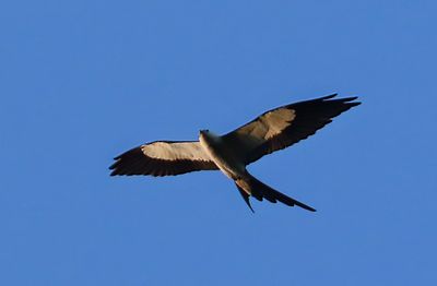 Swallow-tailed Kite-2Sa.jpg