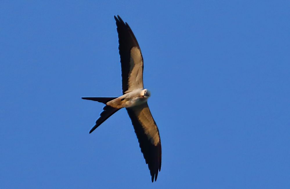 Swallow-tailed Kite having a snack