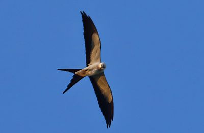 Swallow-tailed Kite-1Sa.jpg