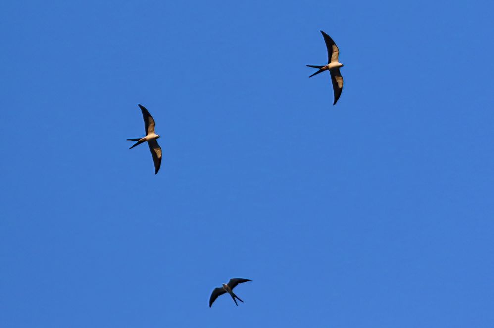 Swallow-tailed Kites Three-1Sa.jpg