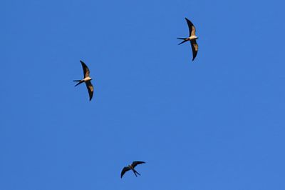 Swallow-tailed Kites Three-1Sa.jpg