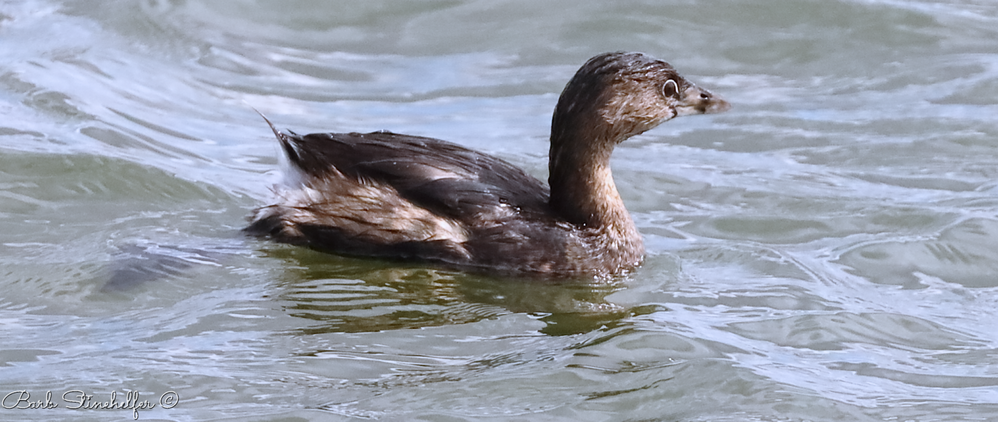 Pied Grebe