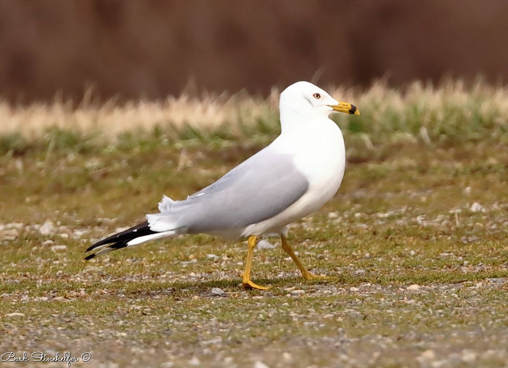 Strutting Gull