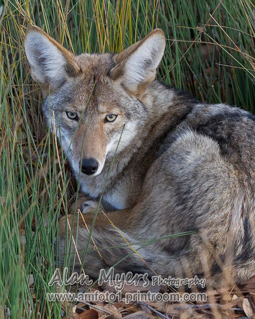 Valley Coyote