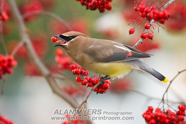 Waxwing luncheon