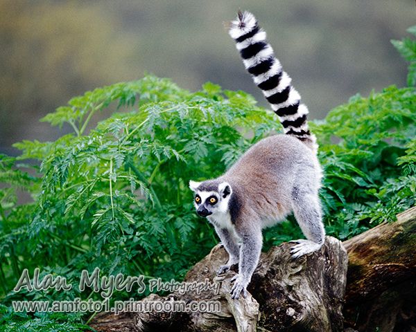 Ringtailed lemur