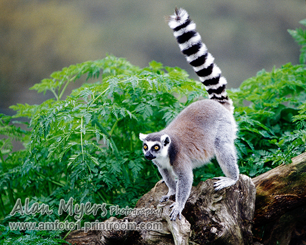 Ringtailed lemur