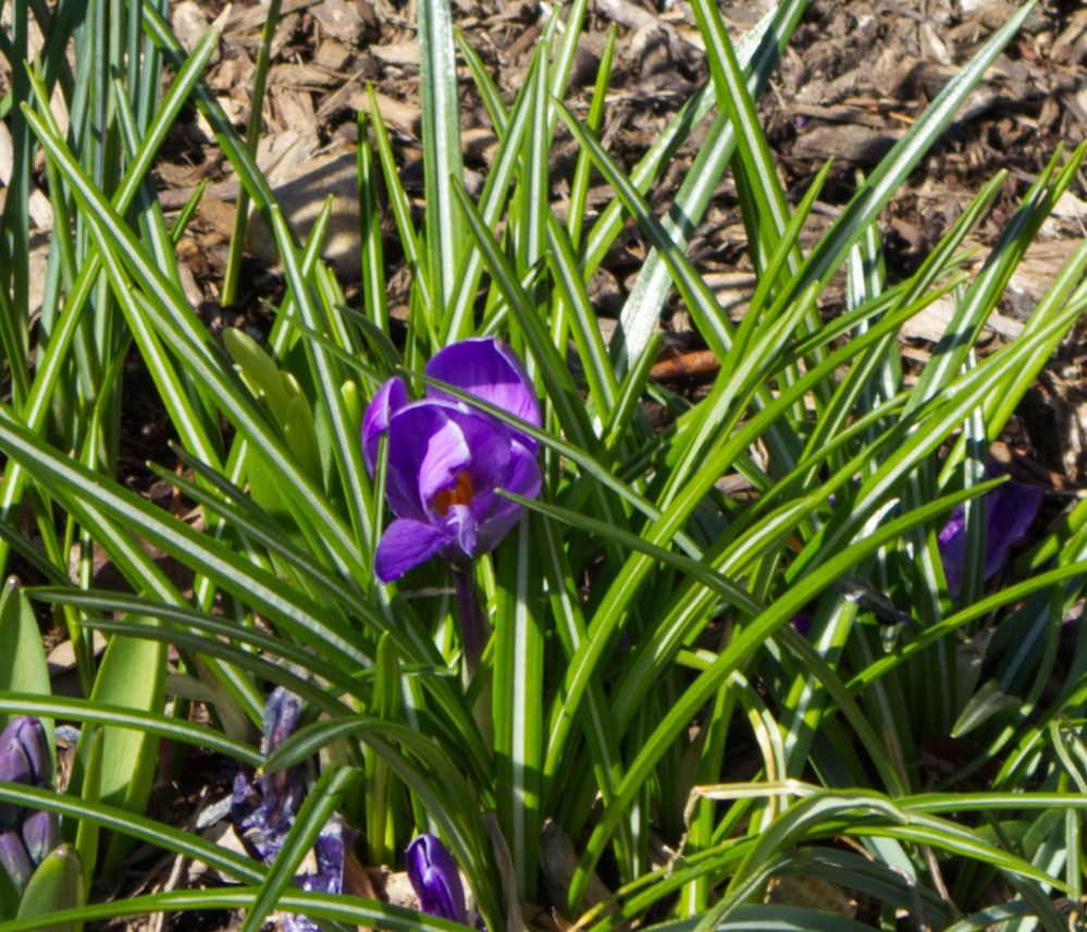 IMG_0065_violet.jpg