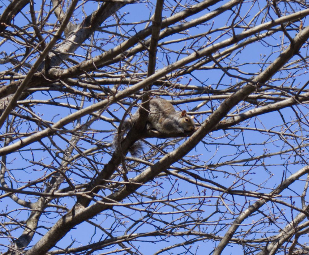 IMG_0069_squirrel.jpg