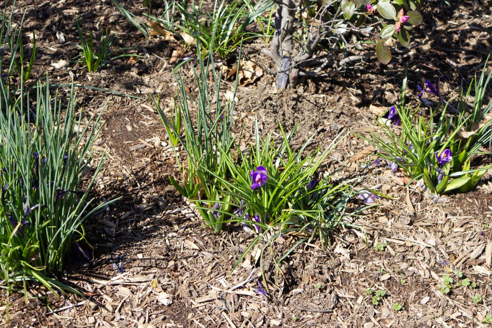 IMG_0065_Violet_full.jpg