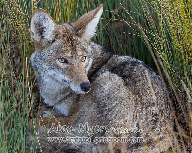 Valley coyote