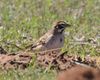 Lark Sparrow at Lake Thunderbird today