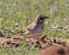 Lark Sparrow at Lake Thunderbird today